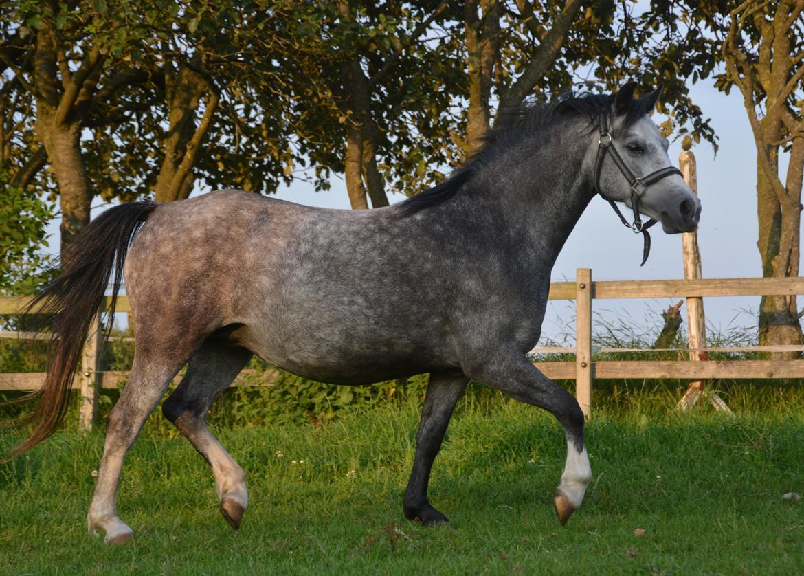 Welsh Mountain (sec A) Fakla Dream Away billede 17