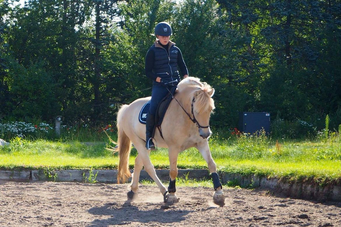 Fjordhest Mosegårdens ikaros billede 1