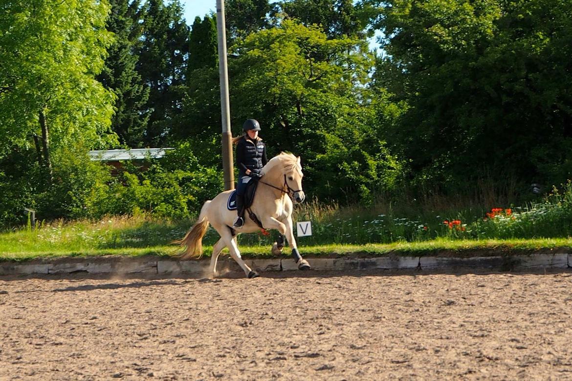 Fjordhest Mosegårdens ikaros billede 2