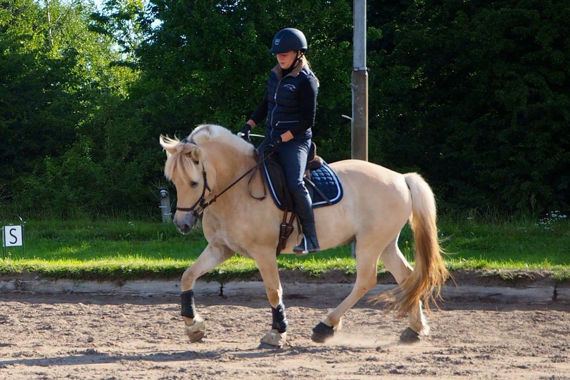 Fjordhest Mosegårdens ikaros billede 3