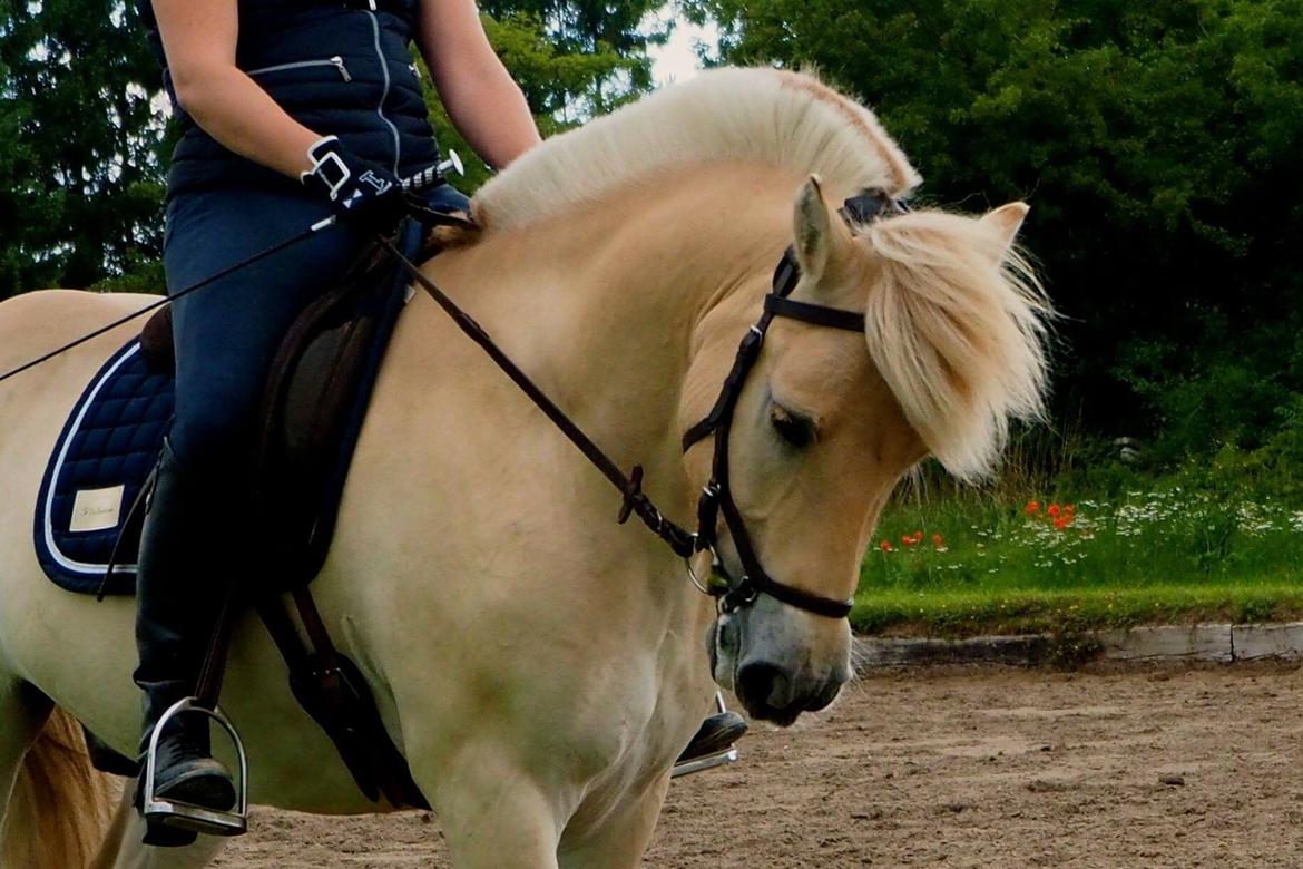 Fjordhest Mosegårdens ikaros billede 5