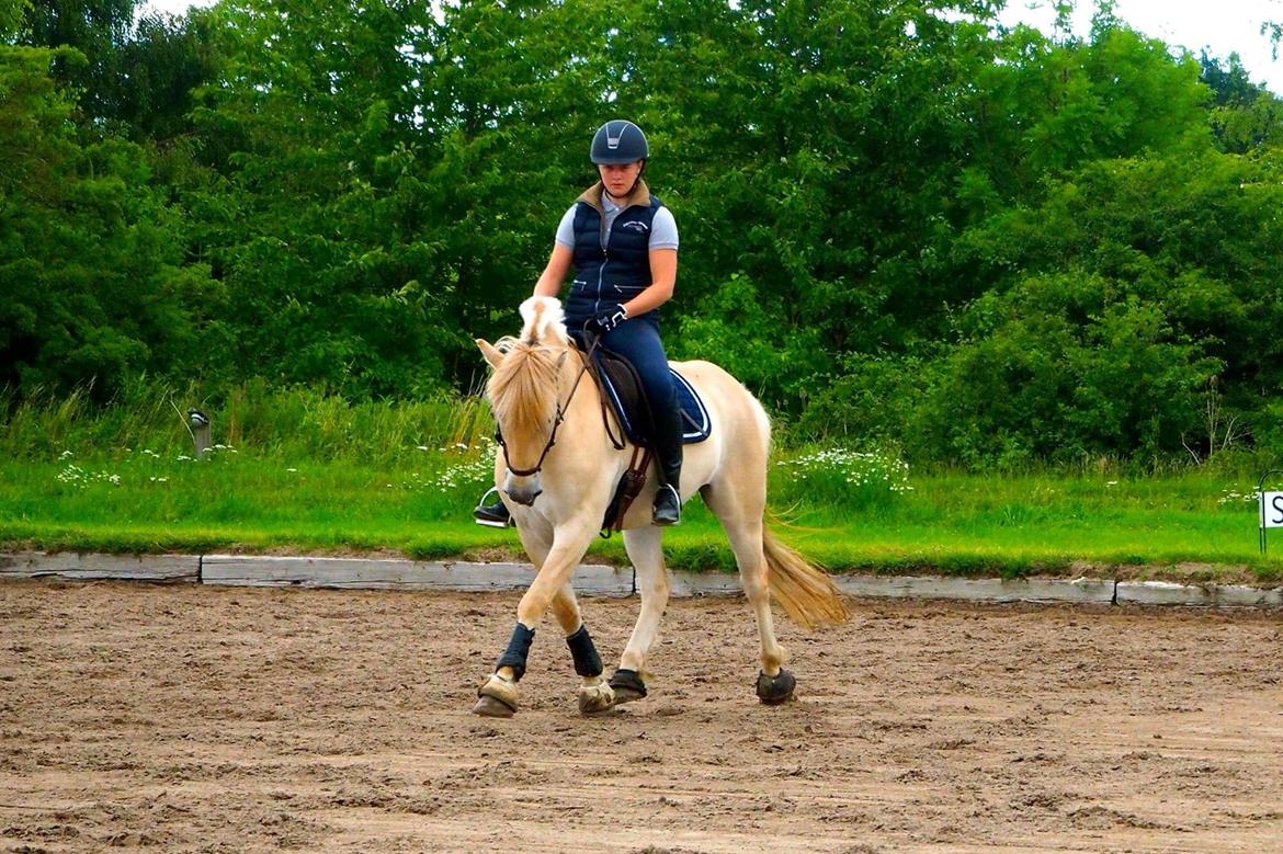 Fjordhest Mosegårdens ikaros billede 4