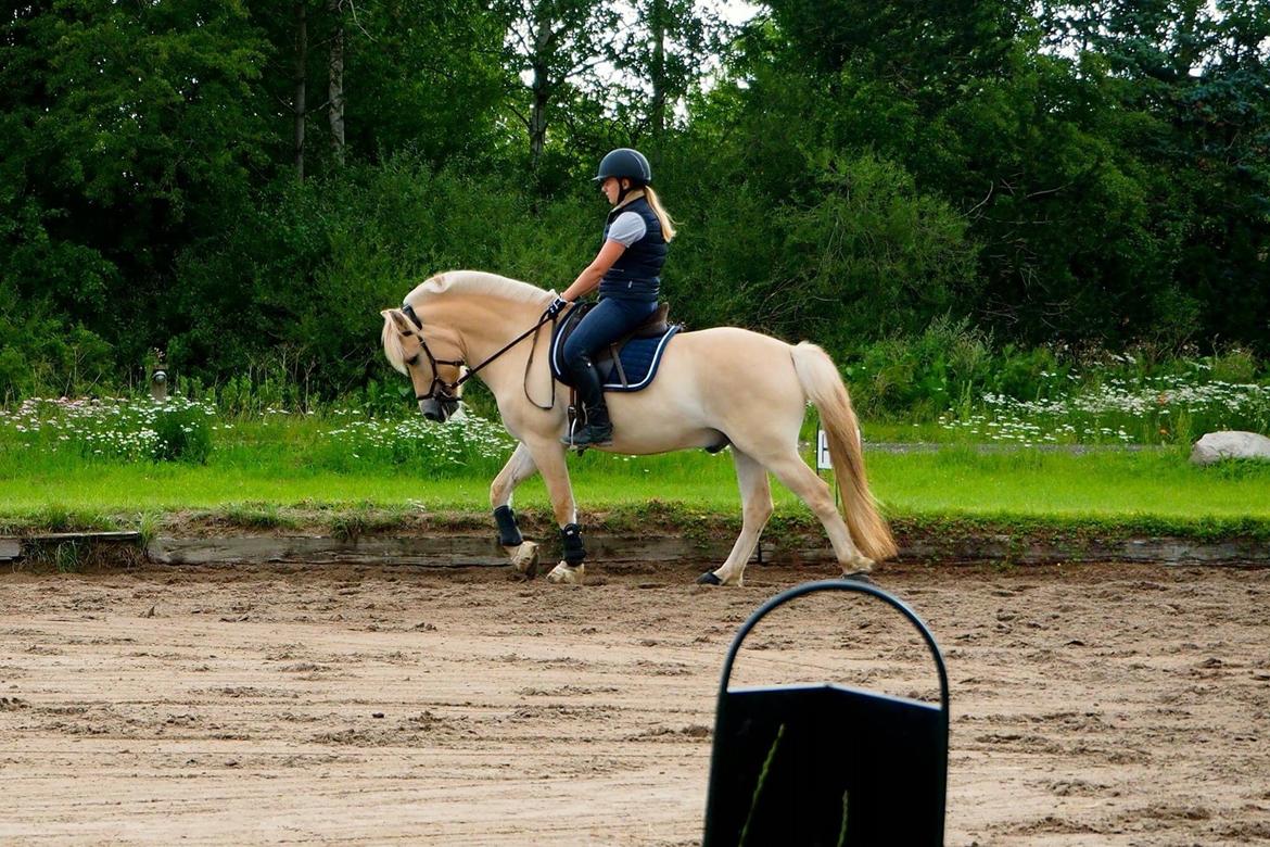 Fjordhest Mosegårdens ikaros billede 6