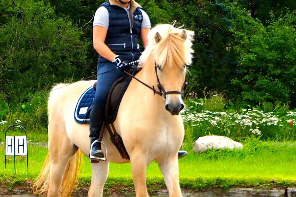 Fjordhest Mosegårdens ikaros billede 7