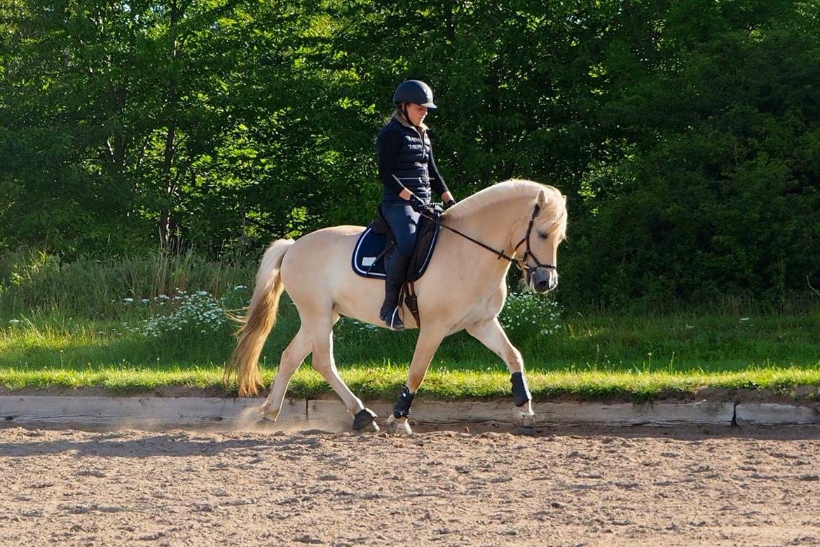 Fjordhest Mosegårdens ikaros billede 8