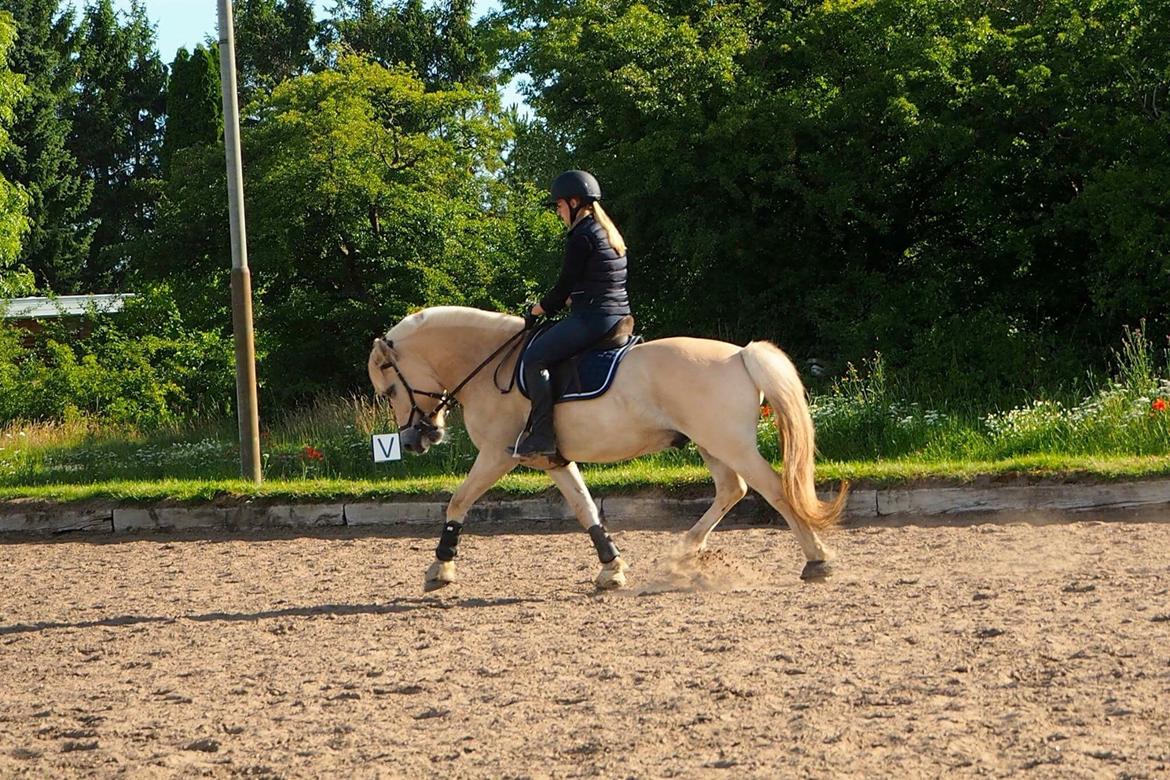 Fjordhest Mosegårdens ikaros billede 9