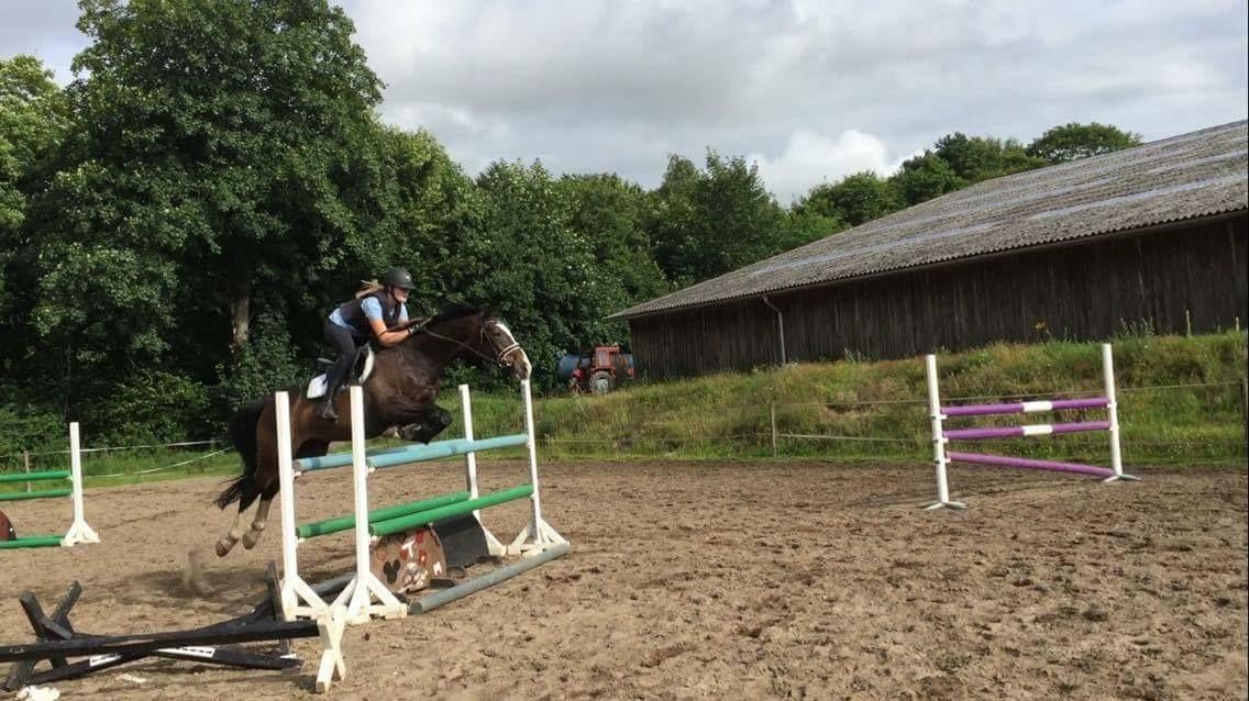 Hollandsk Varmblod Zarona R.I.P  billede 35