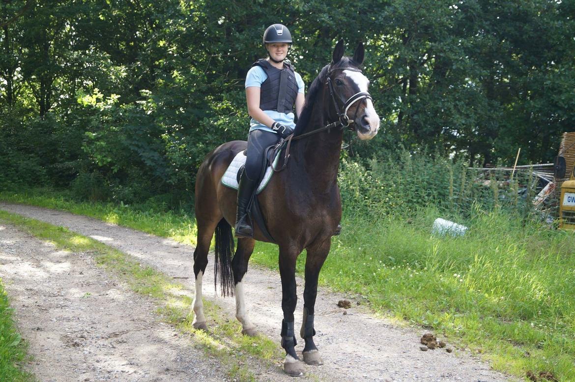 Hollandsk Varmblod Zarona R.I.P  billede 32