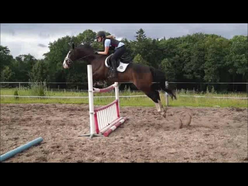 Hollandsk Varmblod Zarona R.I.P  billede 42