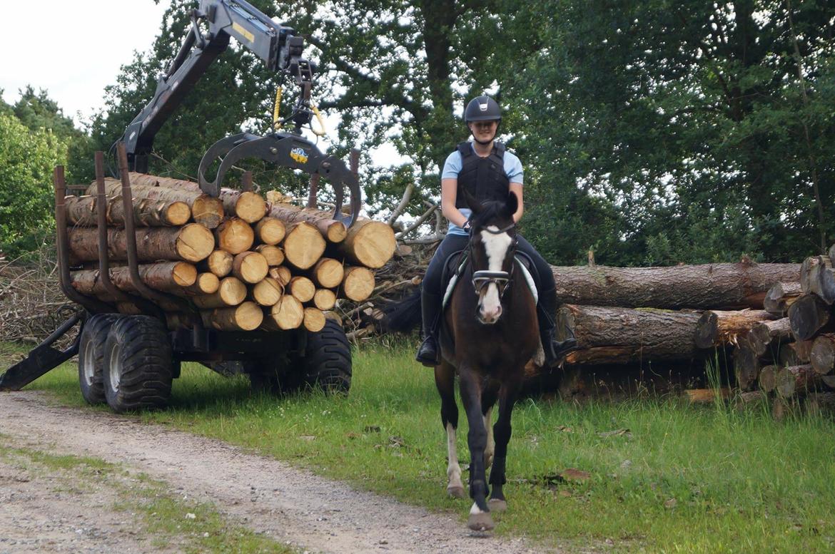 Hollandsk Varmblod Zarona R.I.P  billede 44