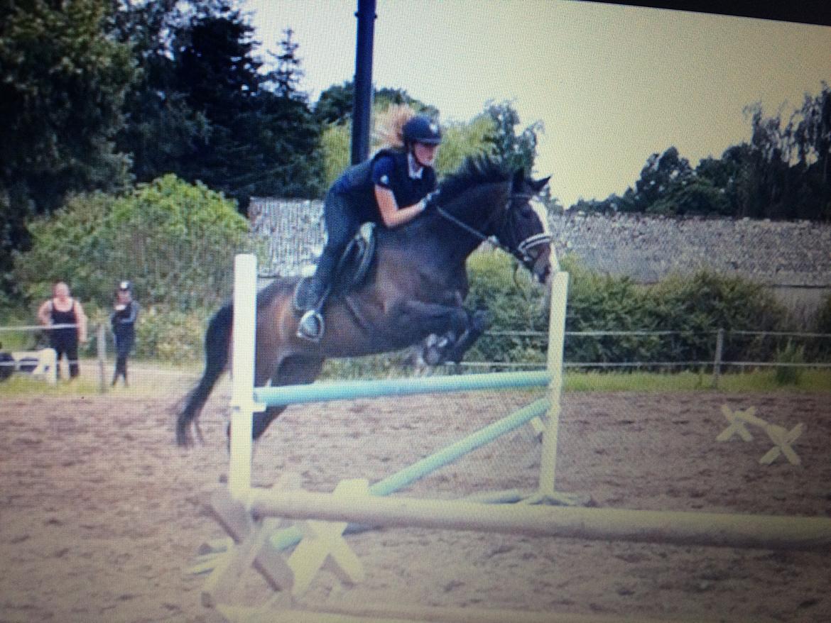 Hollandsk Varmblod Zarona R.I.P  billede 45