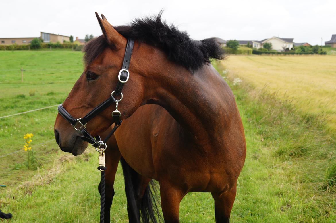DSP Ellen - Hun er bare lækker! <3<3 billede 13