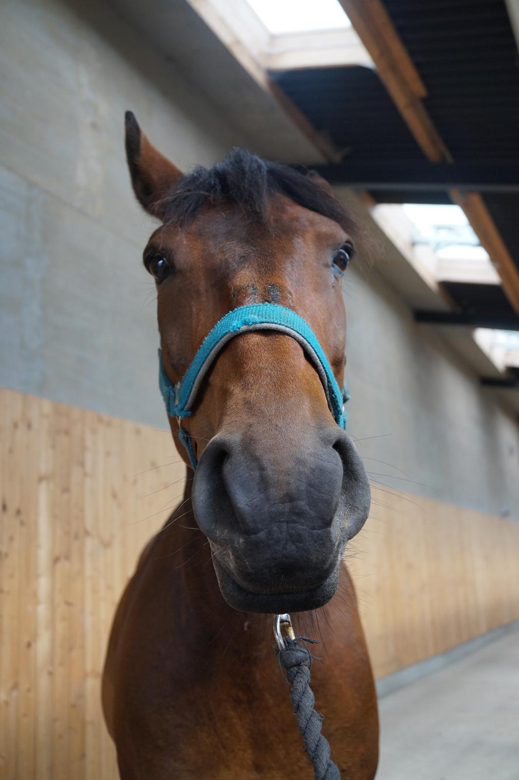 DSP Ellen - <3 billede 11