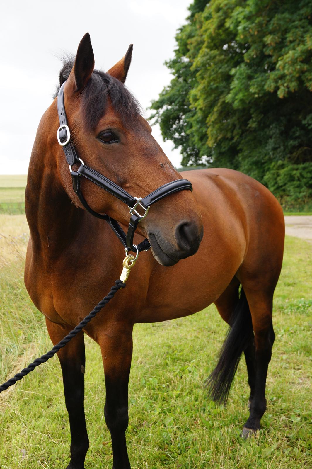 DSP Ellen - Velkommen til Ellens profil! :-) billede 1