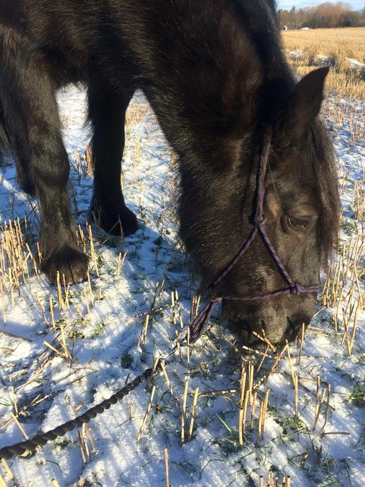 Fell pony Goodshapes Calamity Jane (Jessie) billede 15