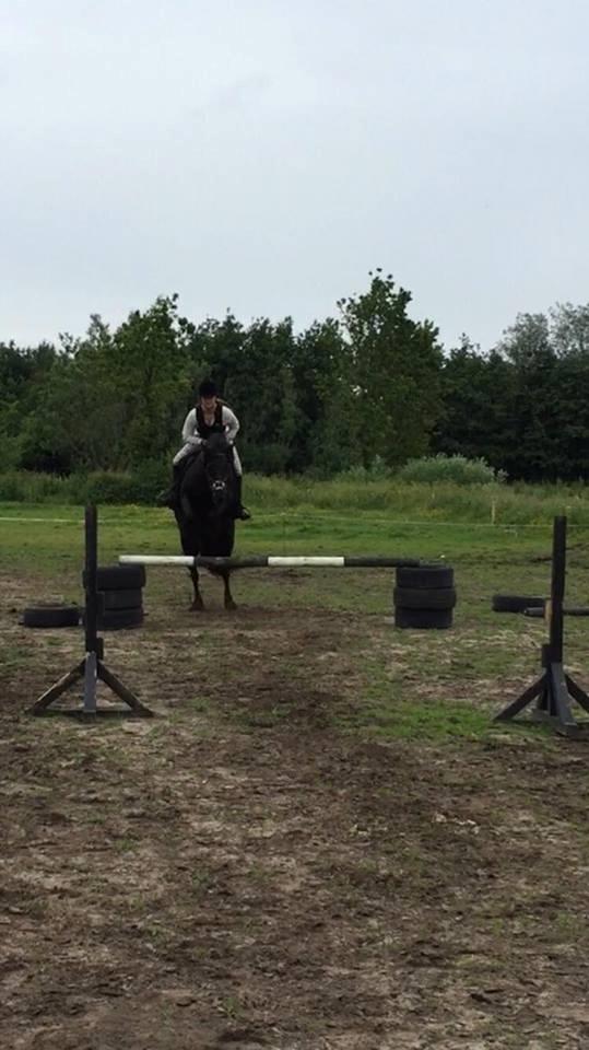 Fell pony Goodshapes Calamity Jane (Jessie) - Vi er kommet sindsygt langt, fra de første billeder af spring og her til nu. 3 dæk høj  billede 16