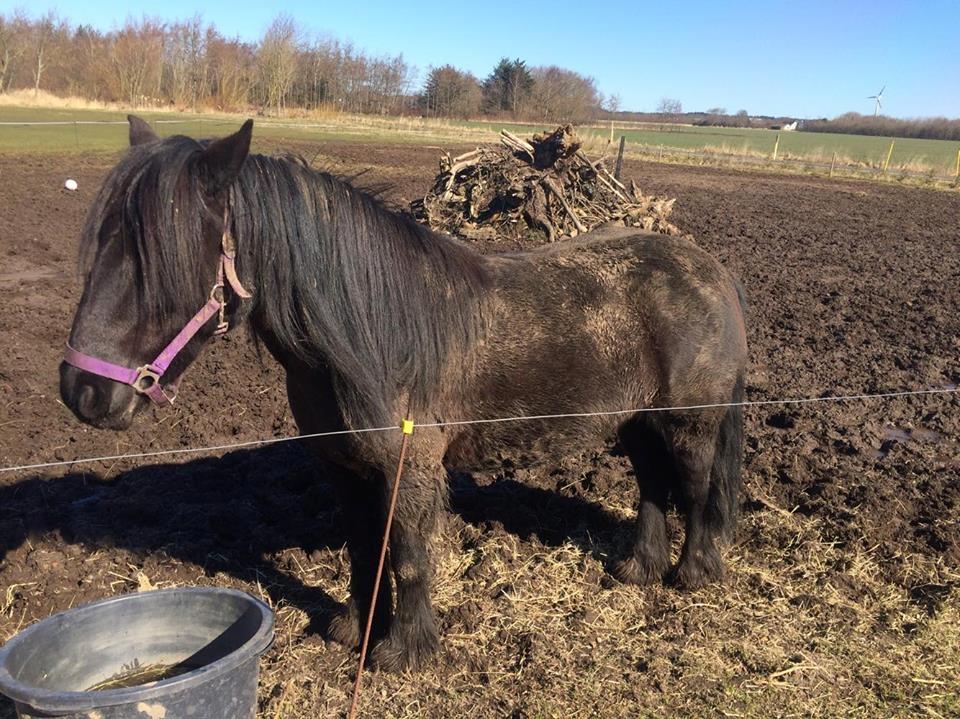 Fell pony Goodshapes Calamity Jane (Jessie) - Hun er bare en bamse om vinteren :D billede 3