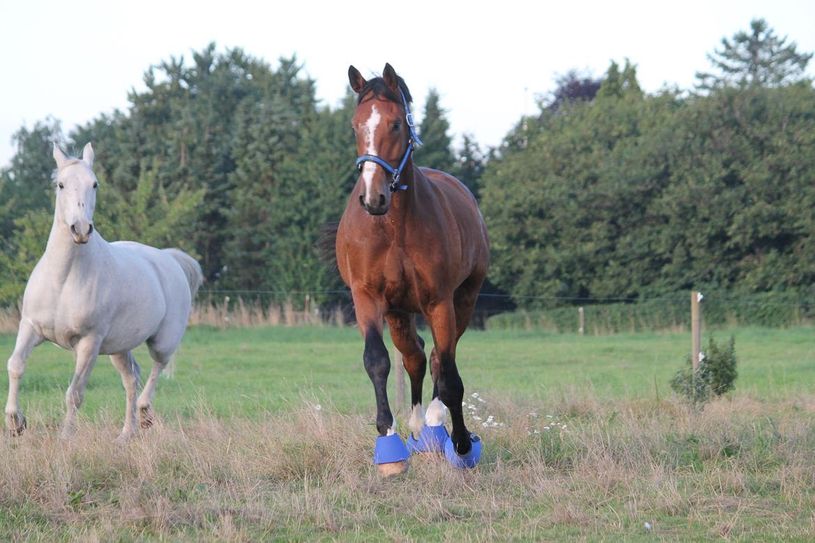 Westfaler Frisco (tilbage leveret) billede 4