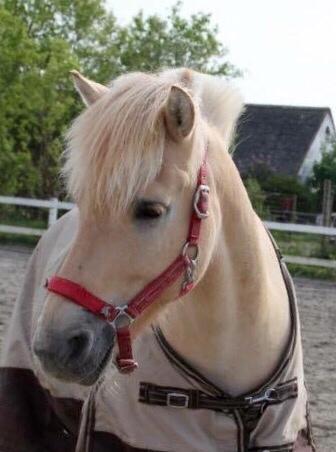 Fjordhest Mosegårdens ikaros billede 12