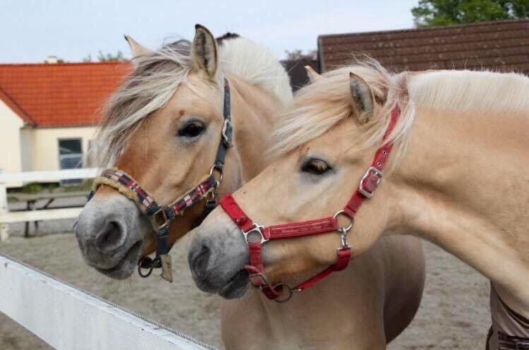 Fjordhest Mosegårdens ikaros billede 10