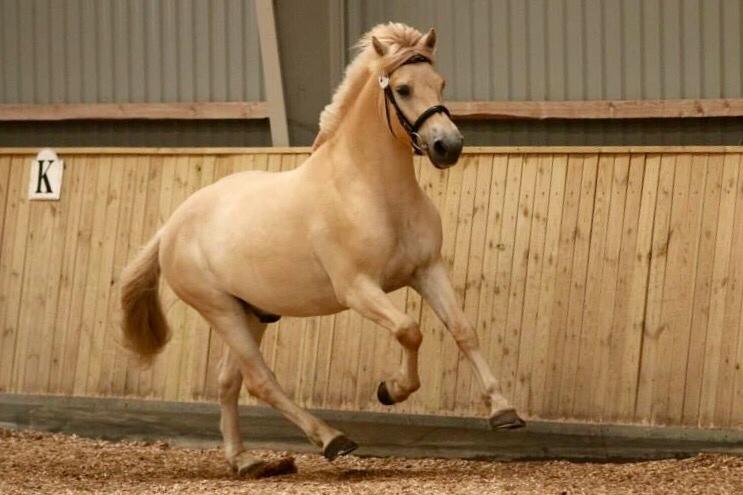 Fjordhest Mosegårdens ikaros billede 15