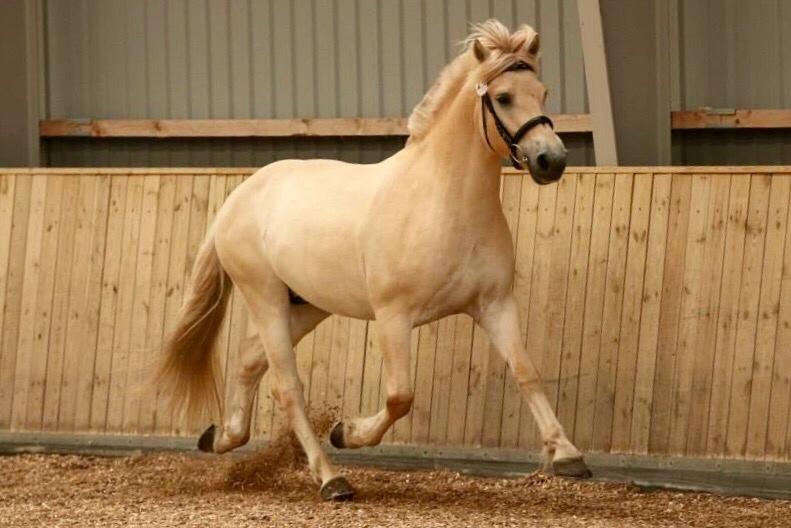 Fjordhest Mosegårdens ikaros billede 17