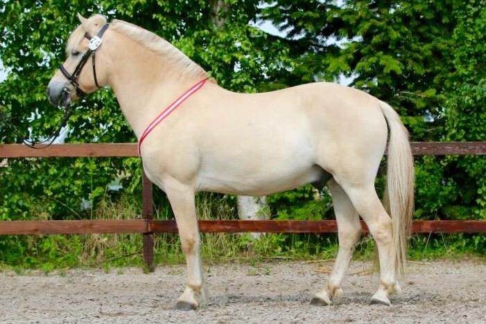 Fjordhest Mosegårdens ikaros billede 20