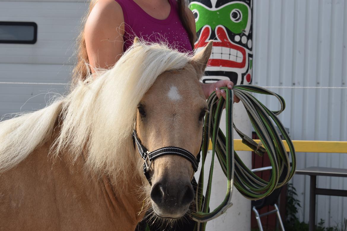 Shetlænder Tartans Orion billede 2