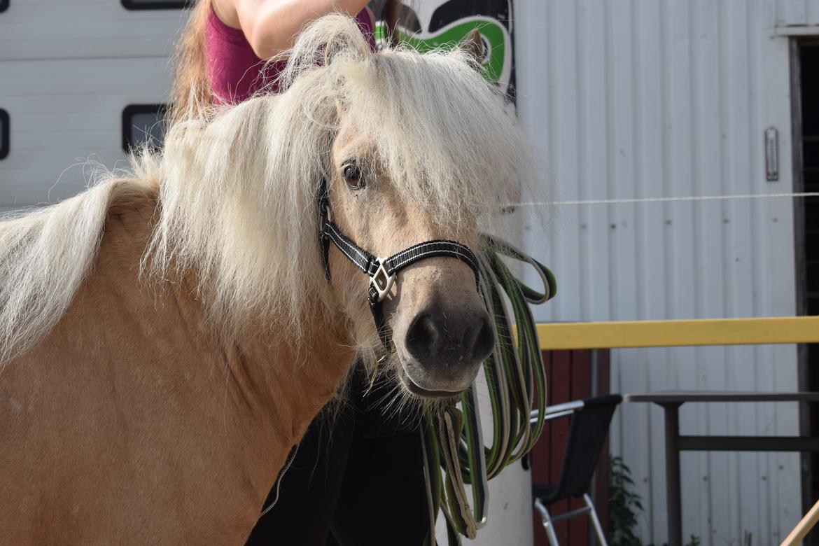 Shetlænder Tartans Orion billede 5