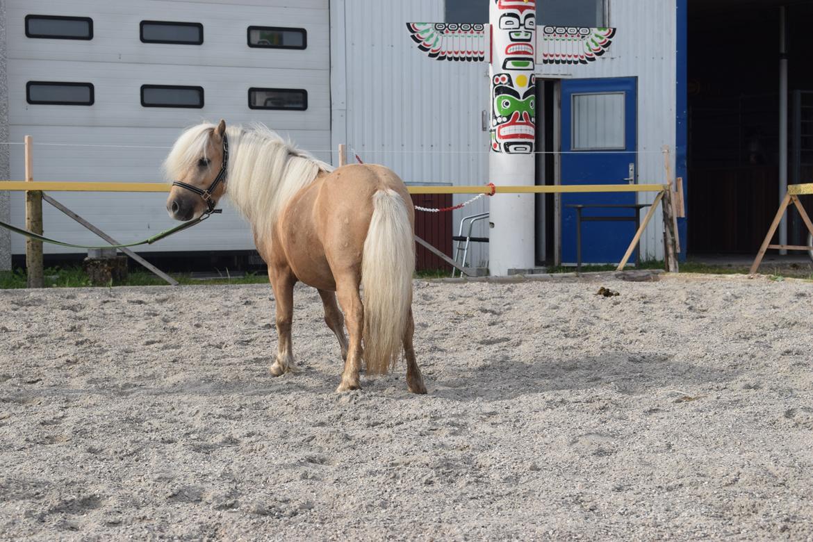 Shetlænder Tartans Orion billede 7