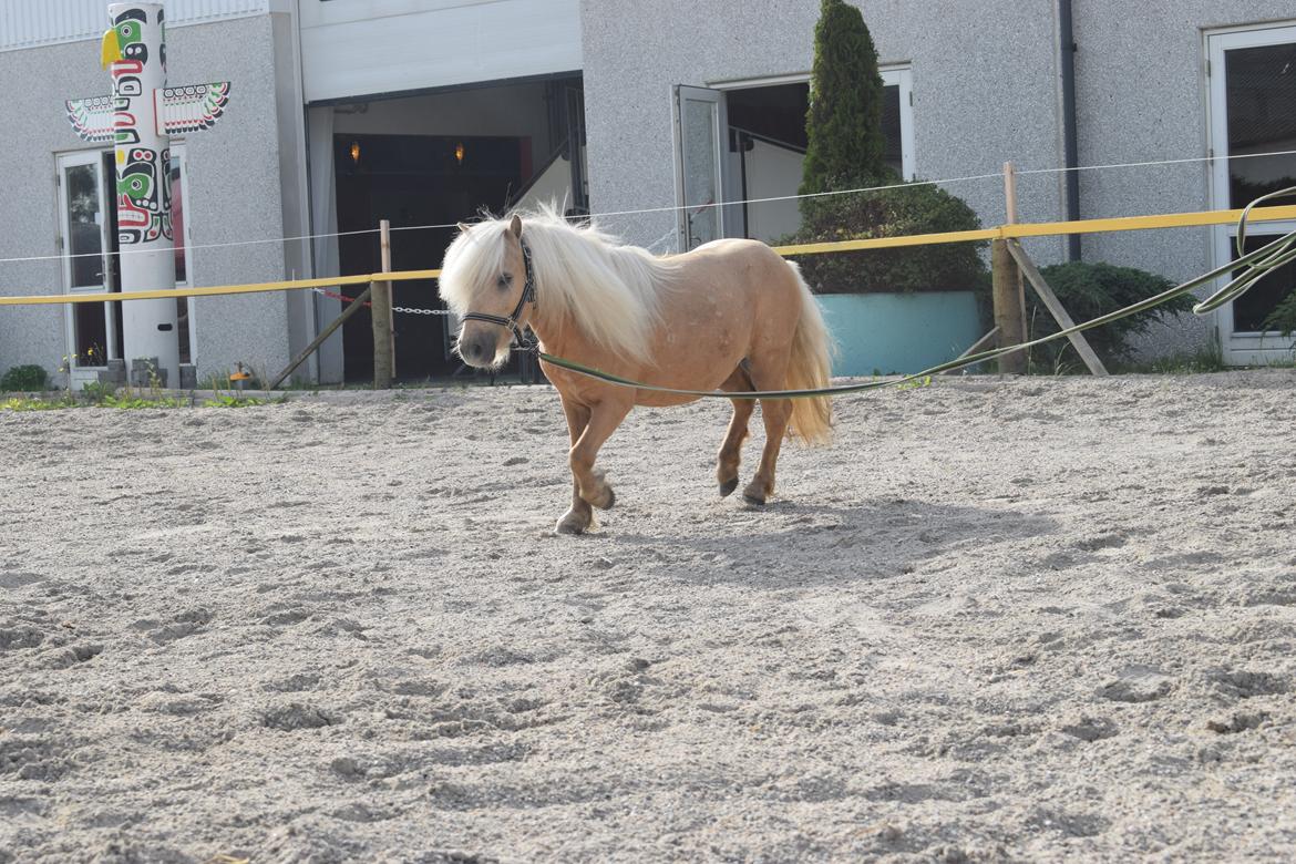 Shetlænder Tartans Orion billede 3