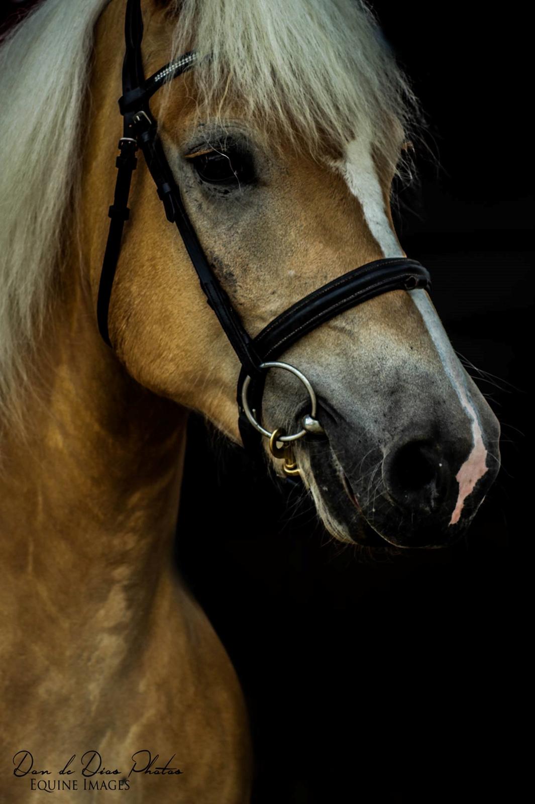 Tyroler Haflinger Nolle  billede 1