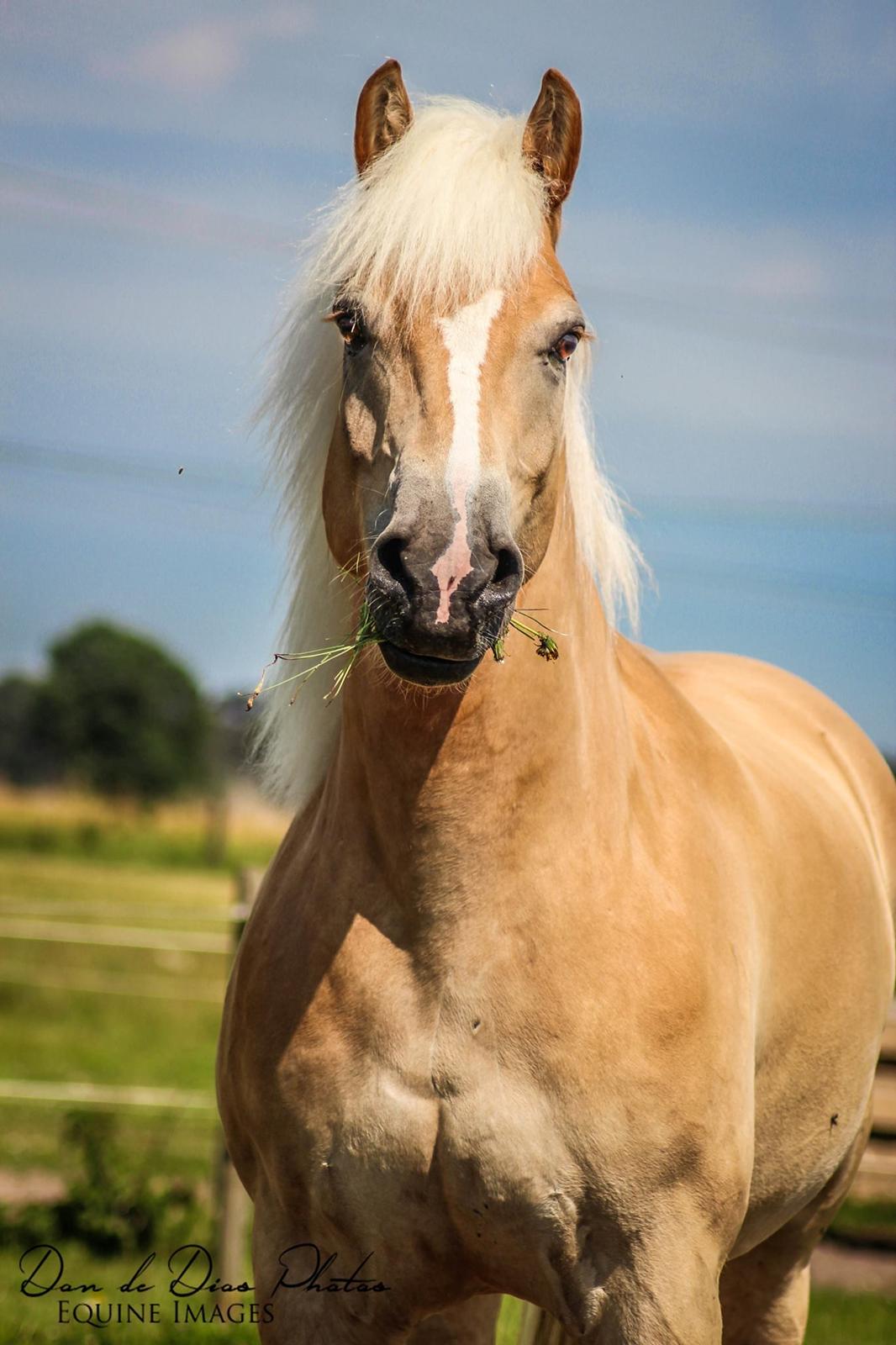 Tyroler Haflinger Nolle  billede 2