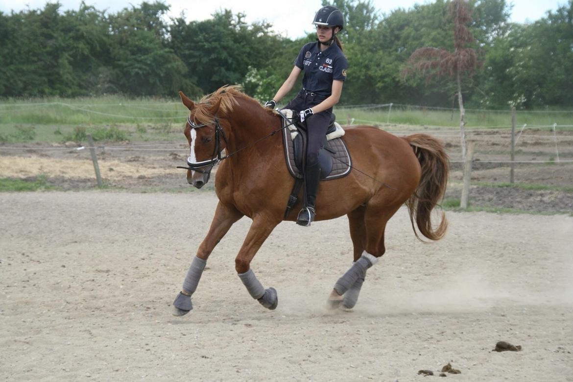 Dansk Varmblod Højgaards Rosinante billede 1