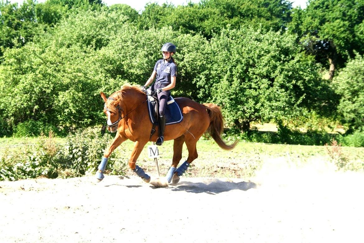 Dansk Varmblod Højgaards Rosinante billede 3