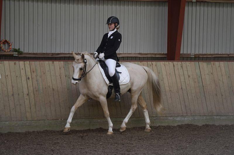 Anden særlig race  Fursten Fire        ( B-Pony ) billede 11