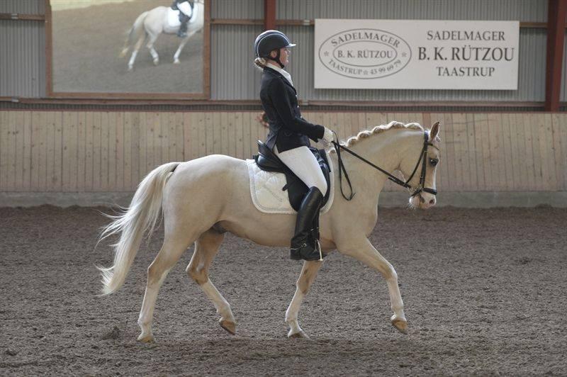 Anden særlig race  Fursten Fire        ( B-Pony ) billede 12