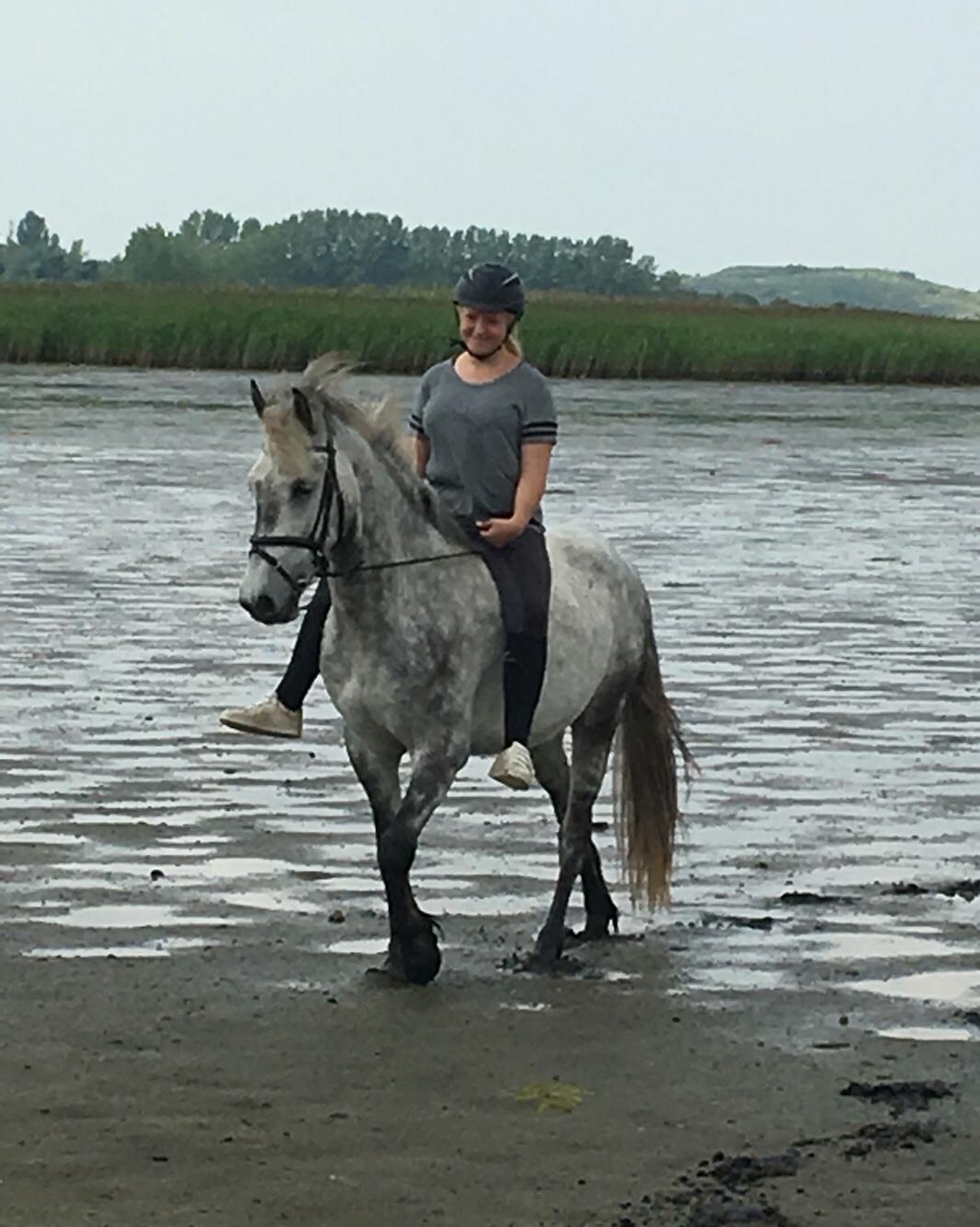 Anden særlig race Lukas - Tidligere rideskolepart billede 18
