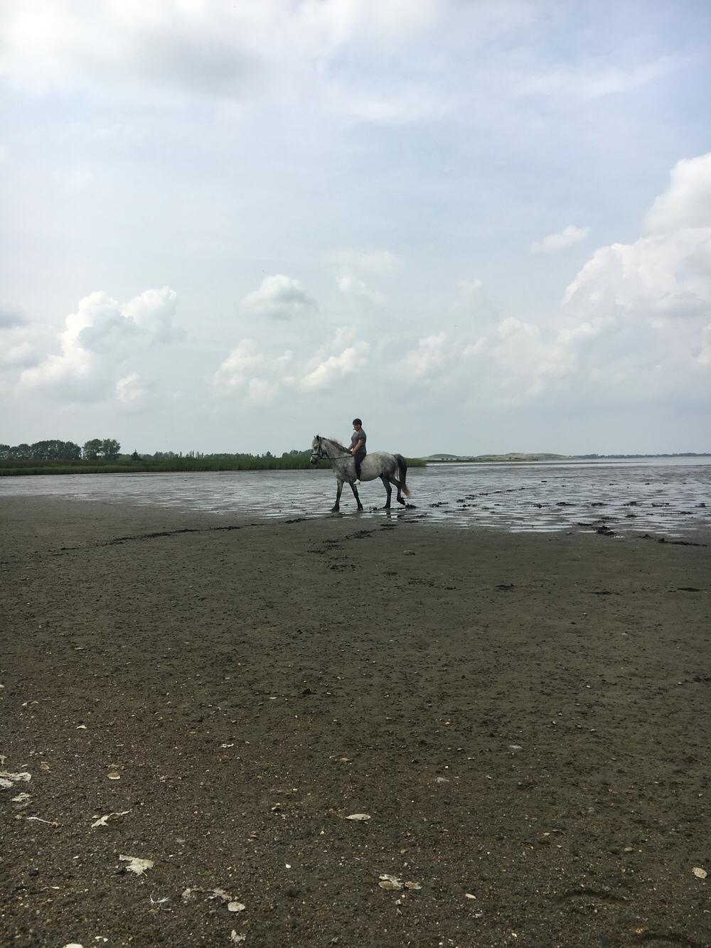 Anden særlig race Lukas - Tidligere rideskolepart billede 20