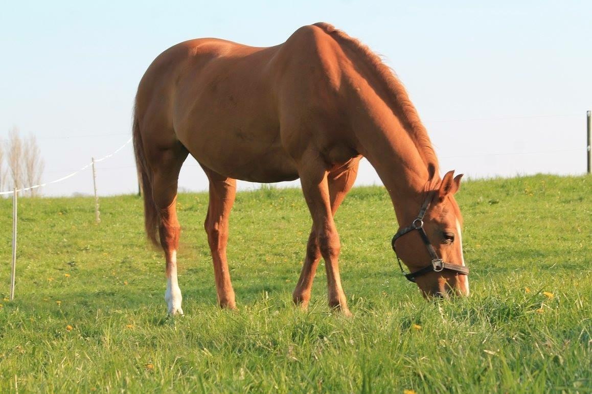 Dansk Varmblod Diamant billede 29