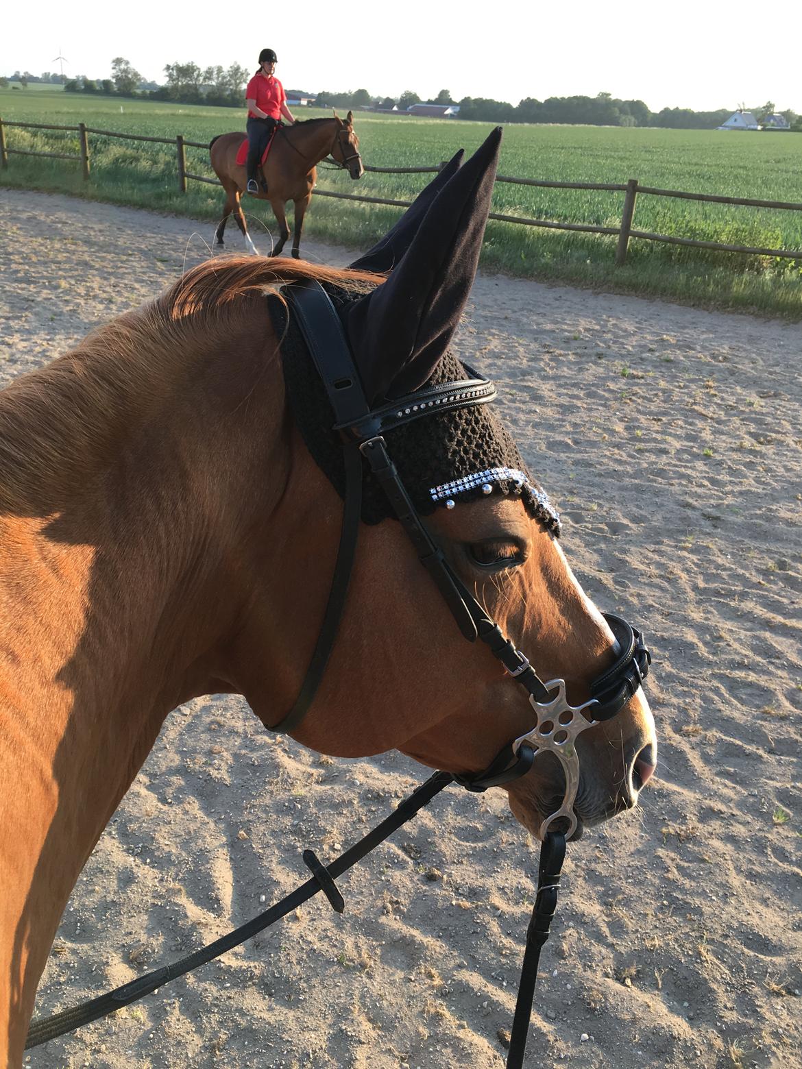 Dansk Varmblod Diamant billede 31