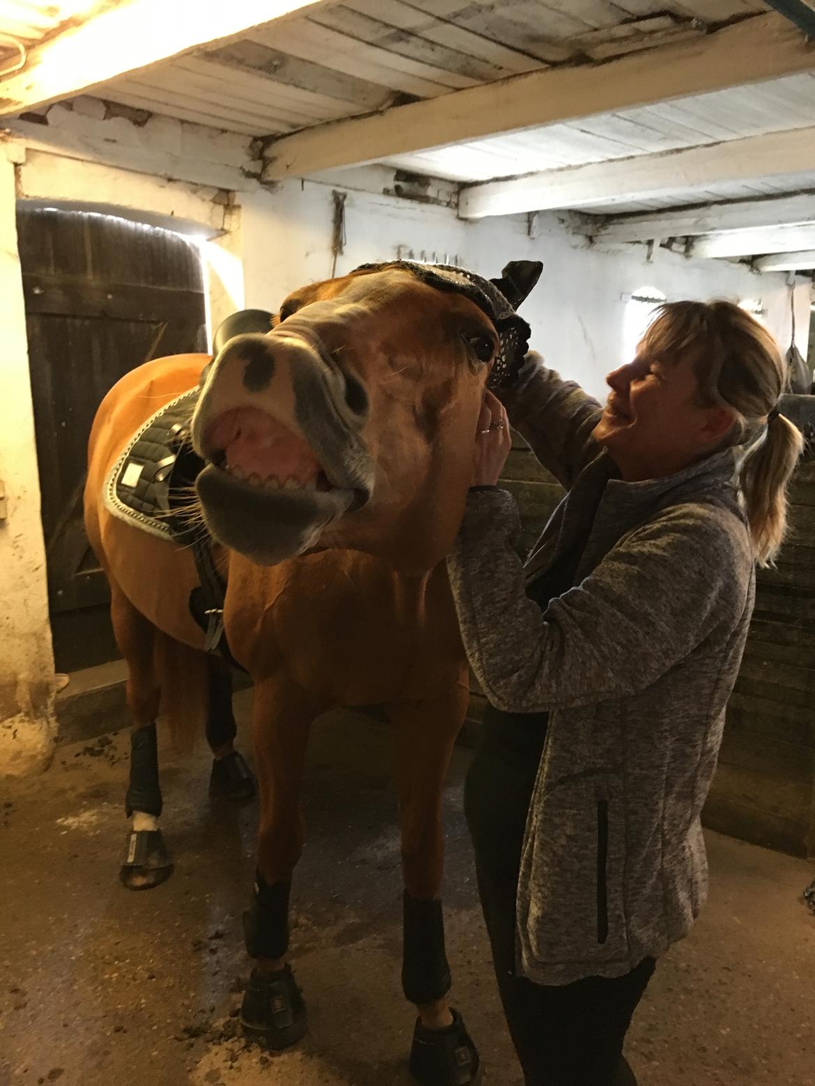 Dansk Varmblod Diamant billede 32