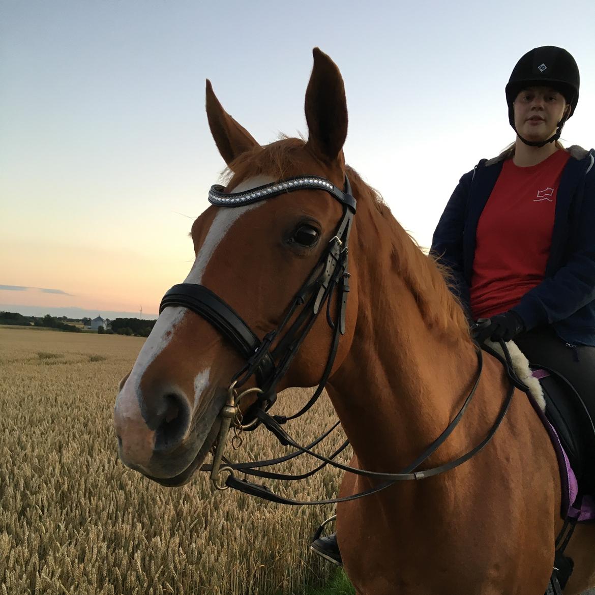 Dansk Varmblod Diamant billede 33