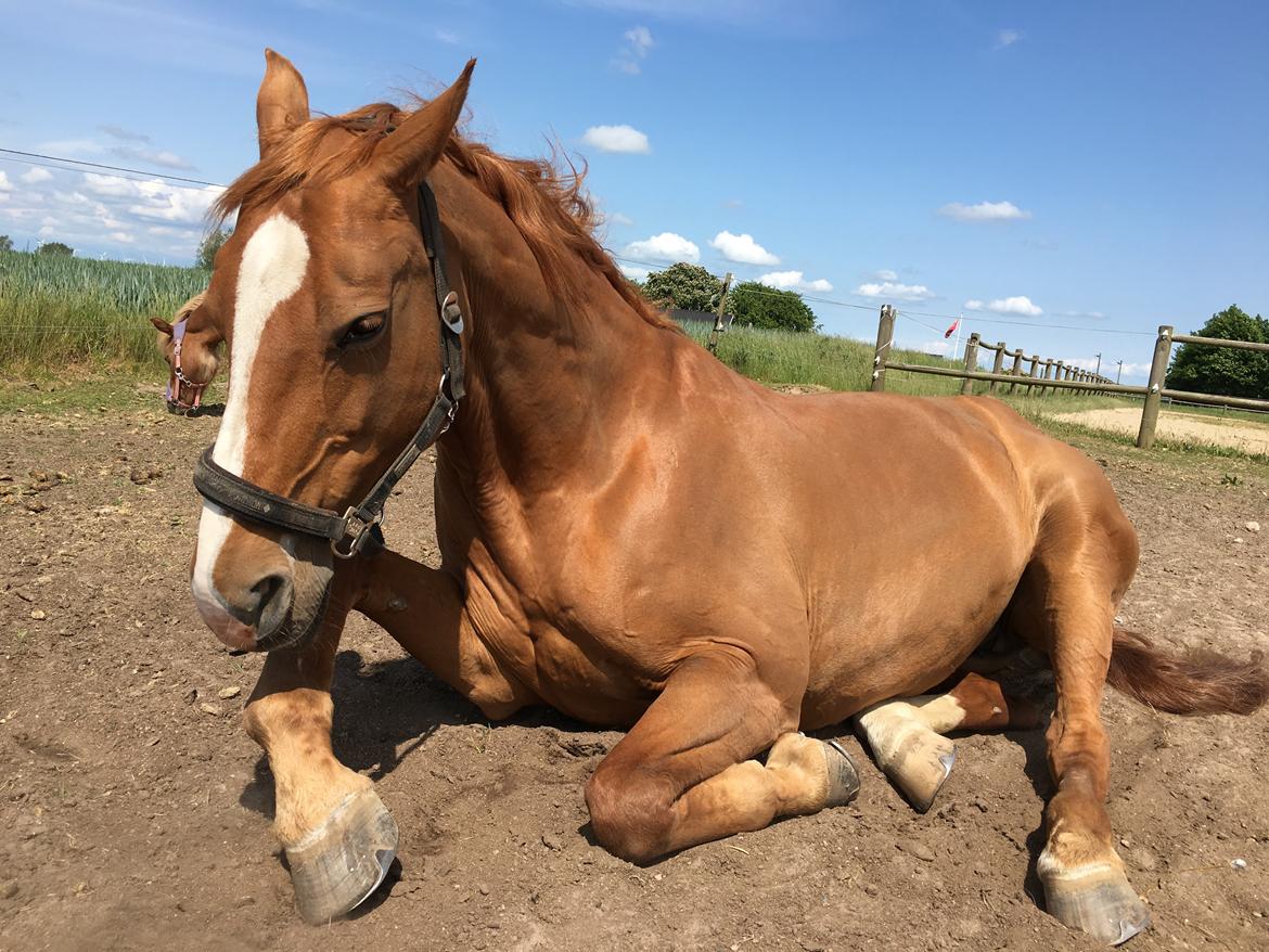 Dansk Varmblod Diamant billede 30