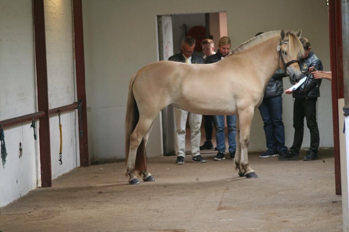 Fjordhest Munkegårdens sille billede 39