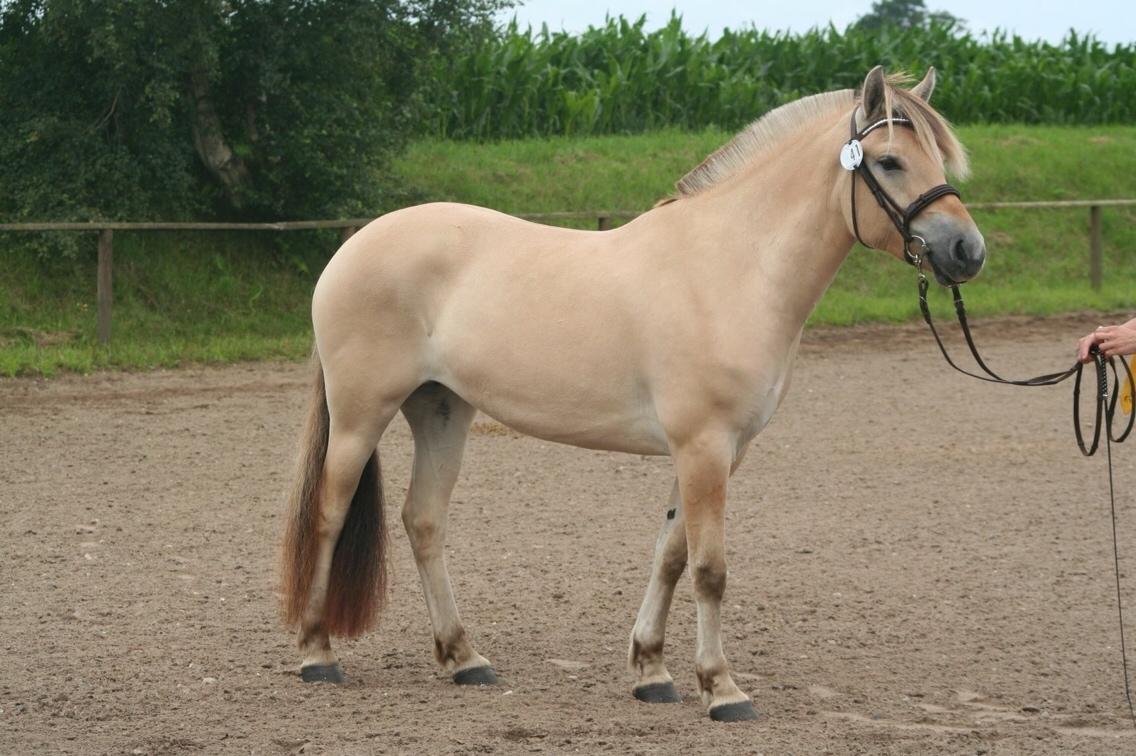 Fjordhest Munkegårdens sille billede 47