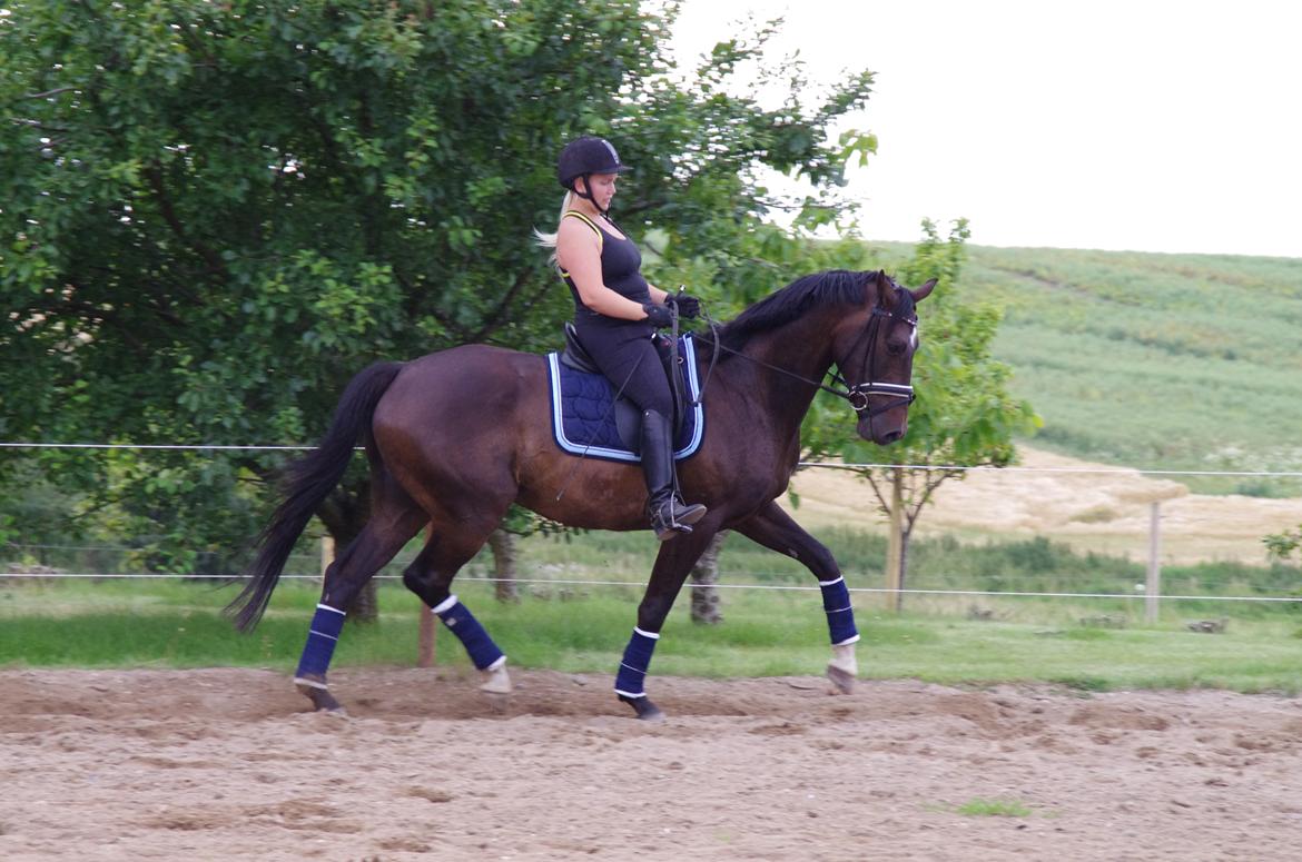 Dansk Varmblod Baunehøjens Fürst Flügger billede 1