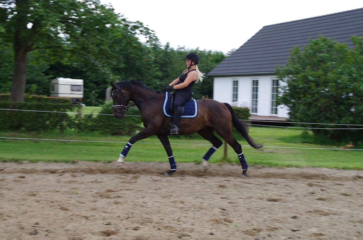 Dansk Varmblod Baunehøjens Fürst Flügger billede 20