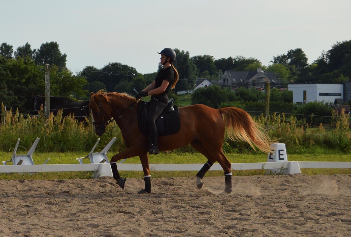 DSP Rawa's Dolce billede 3