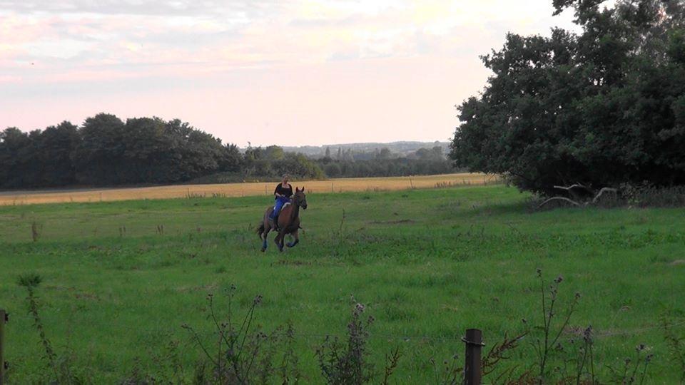 Traver Cæcar billede 41